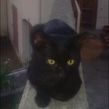 Foto del gato perdido en Montelimar