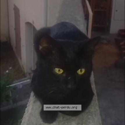 Foto 1/1 Shiory Chat perdido en Montelimar