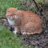 Foto de gato encontrado en Warken