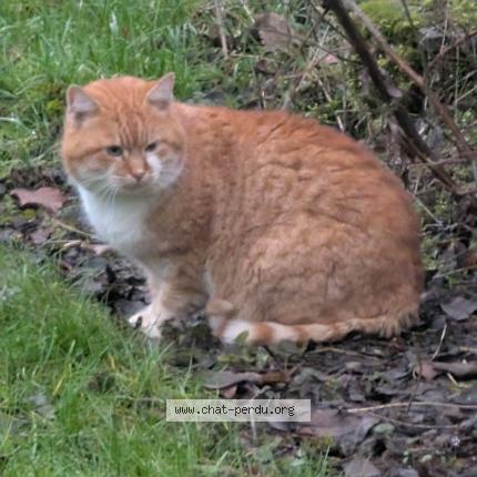 Foto 1/1 Gato encontrado Encontrado en Warken