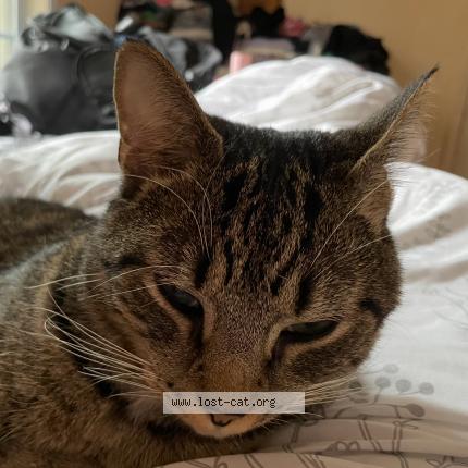 Foto 1/1 Neville Chat perdido en Guyton