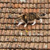 Foto del gato perdido en Valence