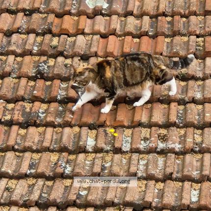 Foto 1/1 INOUE Chat perdido en Valence