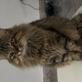 Foto del gato perdido en Villenave D Ornon