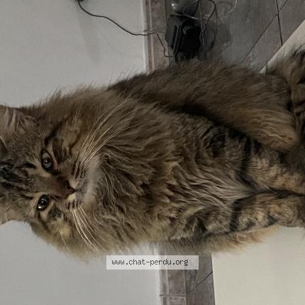 Foto 1/1 Ker haoui Chat perdido en Villenave d ornon