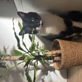 Foto del gato perdido en Amiens