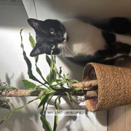 Foto 1/1 Luffy Chat perdido en Amiens