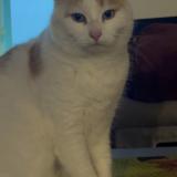 Foto del gato perdido en L Eguille