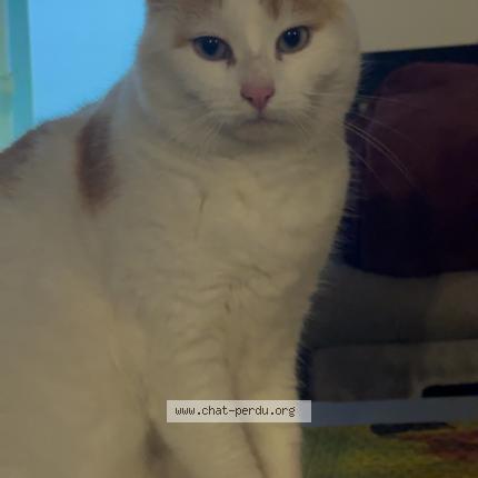 Foto 1/1 Paprika Chat perdido en L eguille