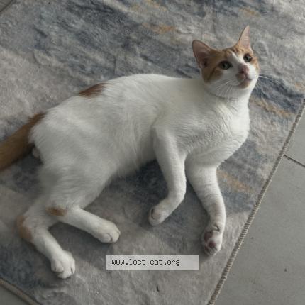 Foto 1/1 Nacho Chat perdido en Isabela