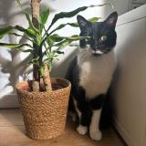 Foto del gato perdido en Amiens