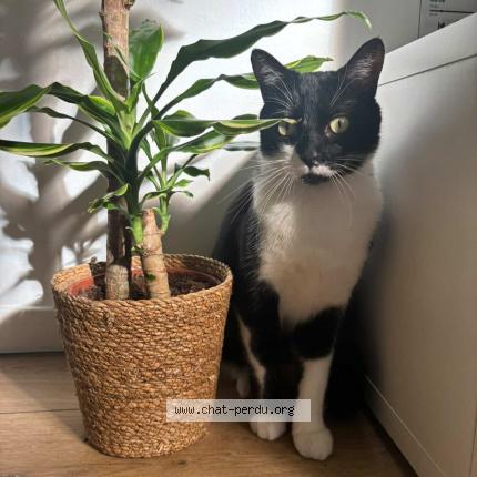 Foto 1/1 Luffy Chat perdido en Amiens