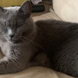 Foto del gato perdido en Montpellier