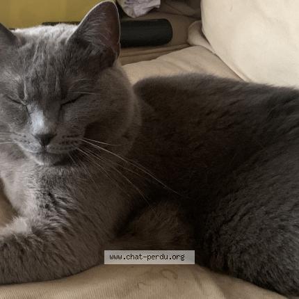 Foto 1/1 Kirsty Snaith Chat perdido en Montpellier