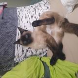 Foto del gato perdido en Venissieux