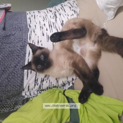 Foto 1/1 Kiwi Chat perdido en Venissieux