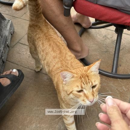 Foto 1/1 Zuth Chat perdido en Auburn