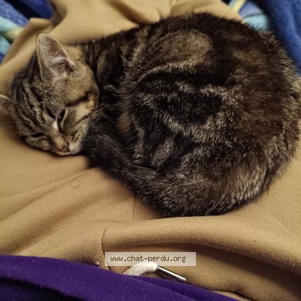 Foto 1/1 Hachi Chat perdido en Montigny les cormeilles