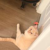 Foto del gato perdido en Fort Lauderdale