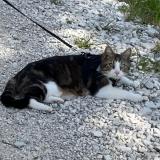 Foto del gato perdido en Saint Georges D Esperanche