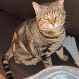 Foto del gato perdido en Rignac