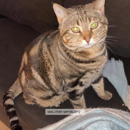 Foto 1/1 Octavia Chat perdido en Rignac