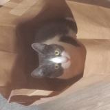 Foto del gato perdido en Nantes