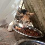 Foto de gato encontrado en Ille Sur Tet