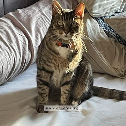 Foto 1/1 Maki Chat perdido en Rouen