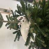 Foto del gato perdido en Pont De Cheruy