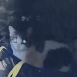 Foto de gato encontrado en Combourg