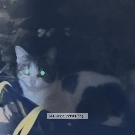 Foto 1/1 Gato encontrado Encontrado en Combourg