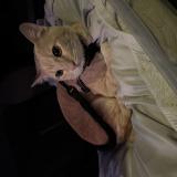 Foto del gato perdido en Las Vegas