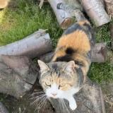 Foto del gato perdido en Modesto