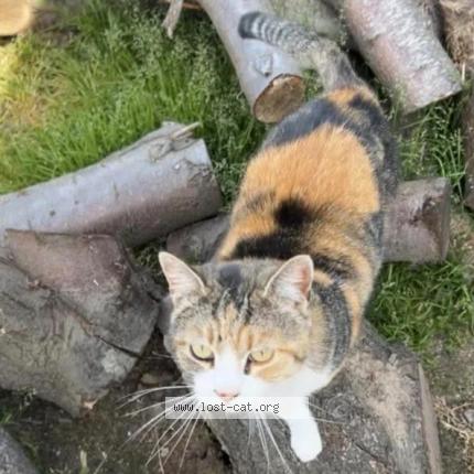 Foto 1/1 Billie Chat perdido en Modesto