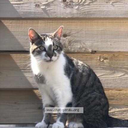 Foto 1/1 Boudah Chat perdido en Carcassonne