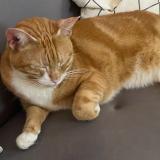 Foto de gato encontrado en Saint Ouen