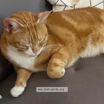 Foto 1/1 Gato encontrado Encontrado en Saint ouen