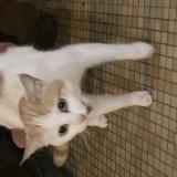 Foto de gato encontrado en Bergerac