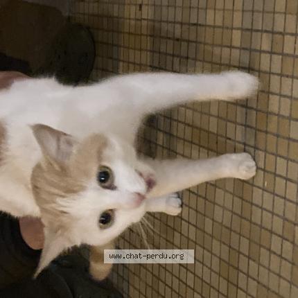 Foto 1/1 Gato encontrado Encontrado en Bergerac