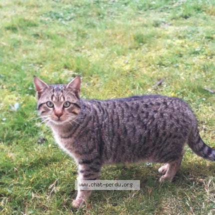 Foto 1/1 Gato encontrado Encontrado en Vouille
