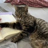 Foto del gato perdido en Aubervilliers