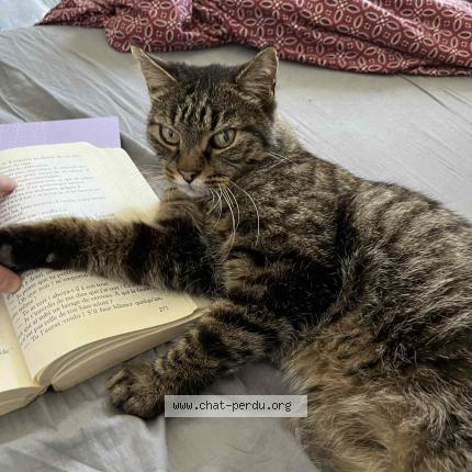 Foto 1/1 Gato encontrado Perdido en Aubervilliers