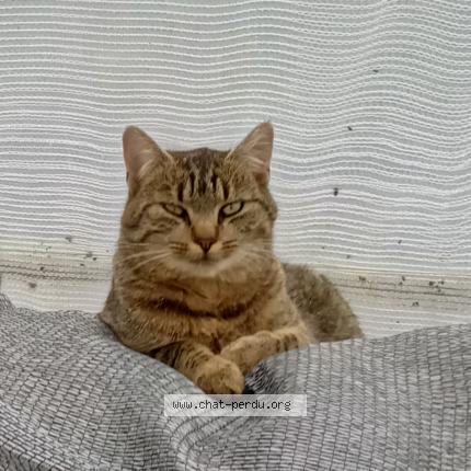 Foto 1/1 Velcro Chat perdido en Pledeliac