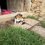 Foto de gato encontrado en Curis Au Mont D Or