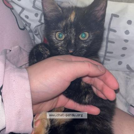 Foto 1/1 xelia Chat perdido en Braine l alleud