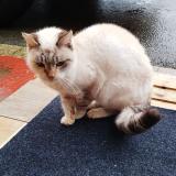 Foto de gato encontrado en Echenoz La Meline