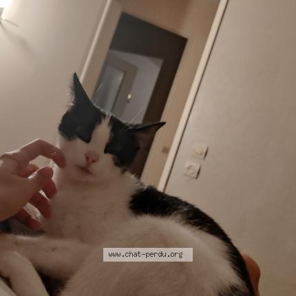 Foto 1/1 Calie Chat perdido en Saint sebastien de morsent