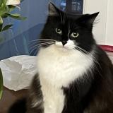 Foto del gato perdido en Saint Denis