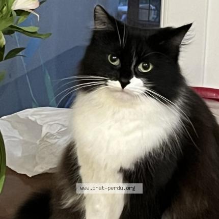 Foto 1/1 Nana Chat perdido en Saint denis